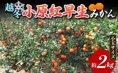 【先行予約2027年1月～2027年2月頃お届け】 越冬小原紅早生みかん (小玉サイズ) 約2kg みかん 果物 くだもの フルーツ デザート 小玉 越冬 早生 オリジナル品種 食品 名産 四国 F5J-665