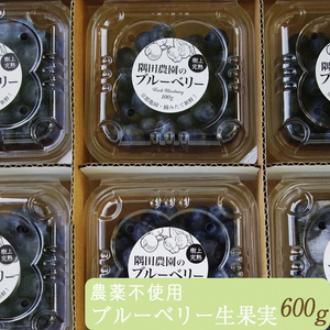 朝摘みブルーベリー 生果実 600g ベリー