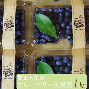朝摘みブルーベリー 生果実 1kg ベリー 