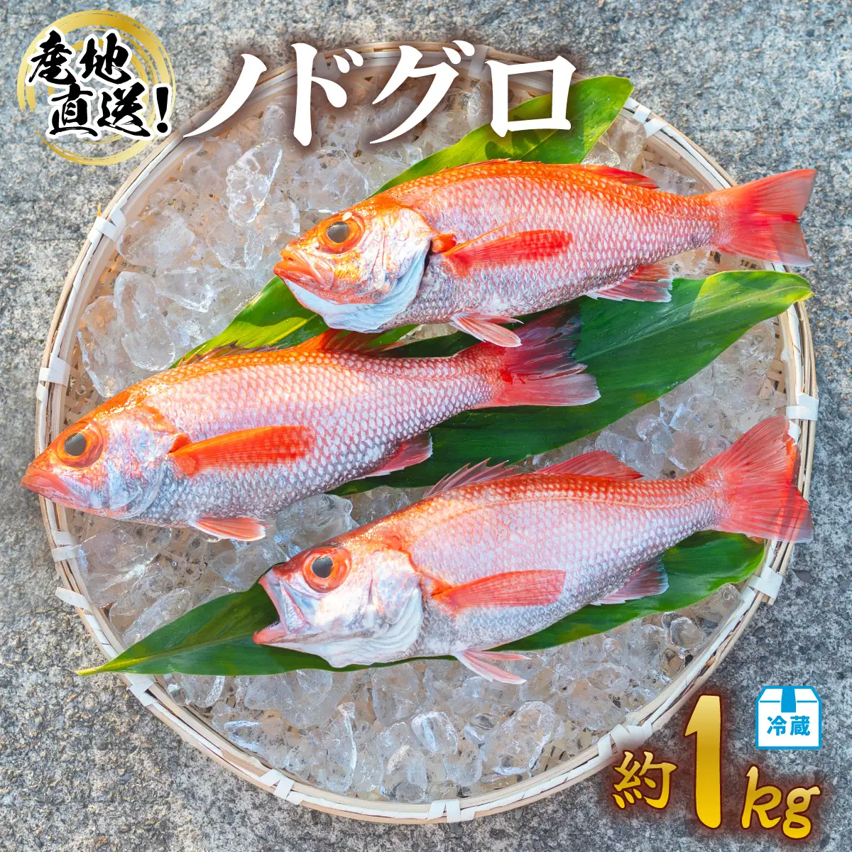 ノドグロ 約1kg 産地直送 冷蔵 下処理済 配送月指定可 アカムツ のどぐろ 高級魚 水揚げ時重量約1kg 下処理後約800g