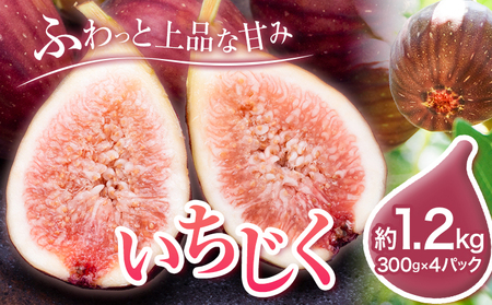【先行予約】いちじく イチジク 約1.2kg 300g × 4パック 岸武青果株式会社《2026年8月上旬-10月下旬頃より出荷予定》 和歌山県 紀の川市 イチジク 生 産地直送 果物 フルーツ