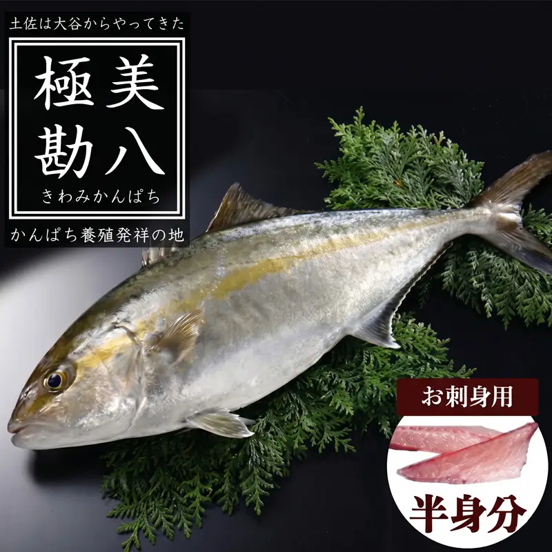 【 カンパチ 】 カンパチ 2節