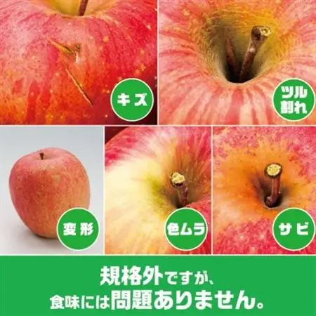 【2026年9月末～発送開始】内容量　約10Kg　訳ありりんご　早生ふじ　24～46個入_果物・フルーツ りんご  リンゴ 林檎_【配送不可地域：離島・沖縄県】【1333053】