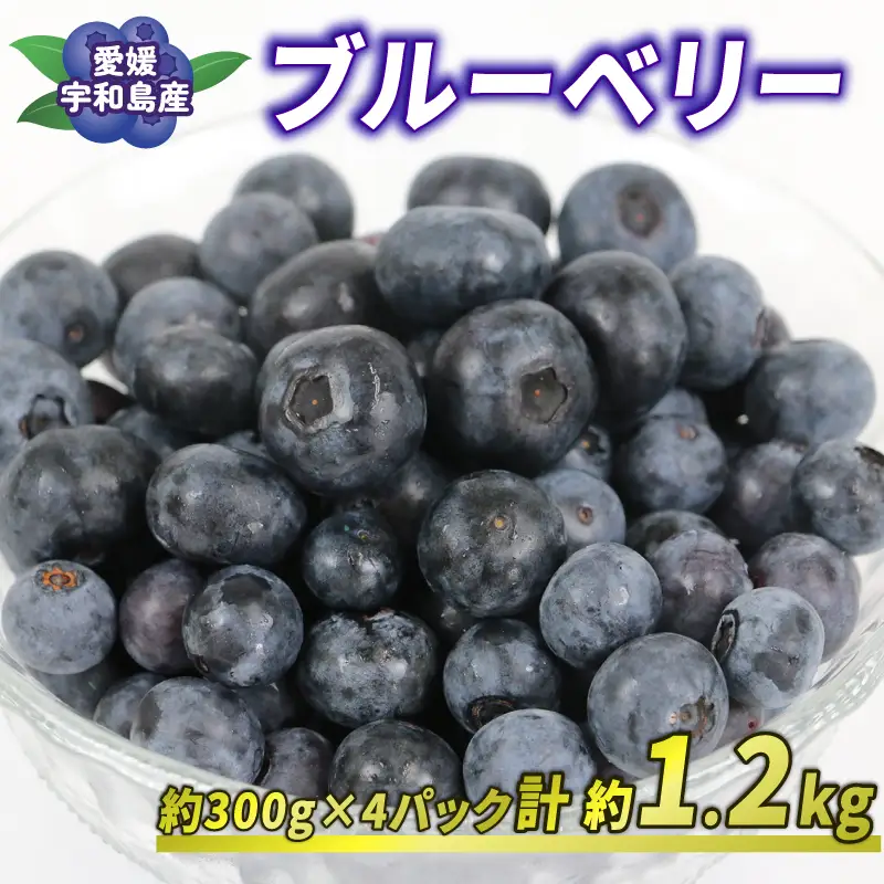 ブルーベリー 300g × 4パック 計 約1.2kg 吉田農園 先行予約 ポット栽培 大粒 小分け パック 生 ベリー 果物 フルーツ デザート スイーツ ポリフェノール 抗酸化作用果物 フルーツ 冷蔵 農家直送 産地直送 数量限定 国産 愛媛 宇和島 F012-160002