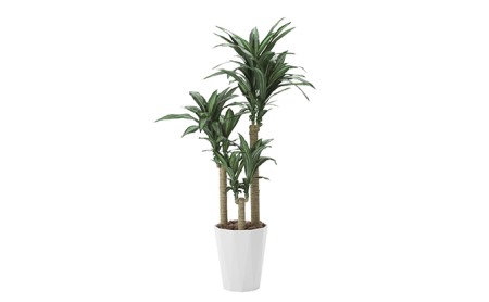 光の楽園　幸福の木1.6【配送不可：北海道・沖縄・離島】 雑貨 日用品 植物 造花