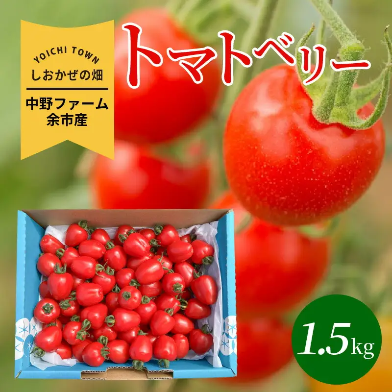 〔先行受付〕しおかぜの畑中野ファーム余市産トマトベリー1.5kg(2026年初夏発送)　ミニトマト_Y037-0349