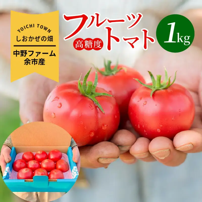 〔先行受付〕しおかぜの畑 中野ファーム 余市産 フルーツトマト　1kg(2026年初夏発送)　高糖度トマト 余市 北海道 甘い 旨味 美食 ブランド 季節 余市トマト 北海道産トマト ブランドトマト 人気トマト 高糖度のトマト_Y037-0350