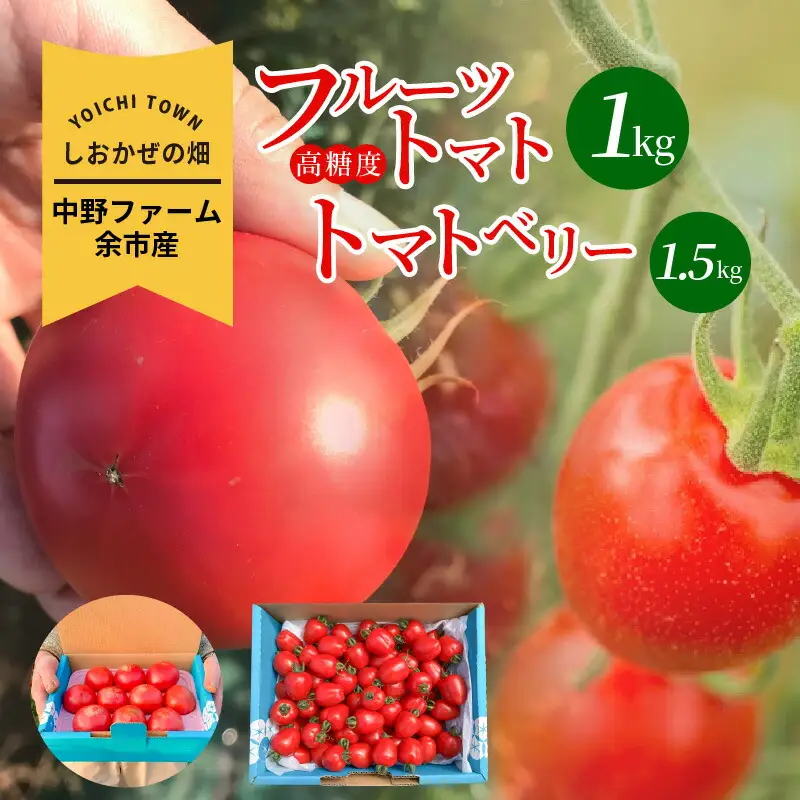 〔先行受付〕しおかぜの畑 中野ファーム 余市産フルーツトマト 1kg・トマトベリー 1.5kgセット(2026年初夏発送) 高糖度トマト・ミニトマト_Y037-0351