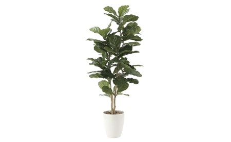 光の楽園　カシワバゴム1.35【配送不可：北海道・沖縄・離島】 雑貨 日用品 植物 造花