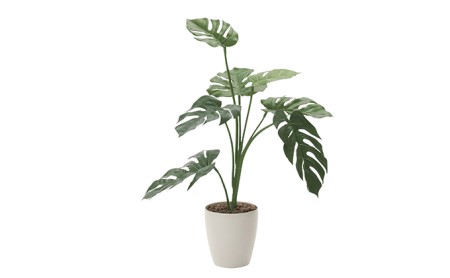 光の楽園　モンステラ75【配送不可：北海道・沖縄・離島】 雑貨 日用品 植物 造花