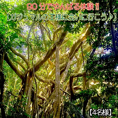 沖縄県北部やんばる・ガジュマルの王様に会いに行こう♪【4名様】