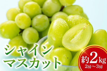 数量限定 期間限定 シャインマスカット 約2kg（2房～3房） ブドウ ぶどう 皮ごと食べられる ジューシー 果物 フルーツ くだもの ますかっと 白ぶどう 9月下旬～10月下旬順次発送予定 54-A