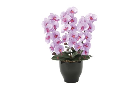光の楽園　胡蝶蘭セリースL【配送不可：北海道・沖縄・離島】 雑貨 日用品 植物 造花