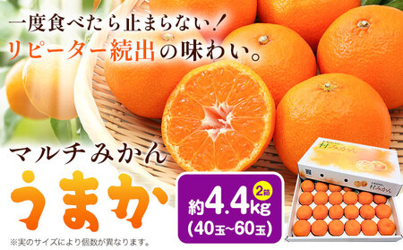 マルチみかん うまか 2箱(約4.4kg) みかん
