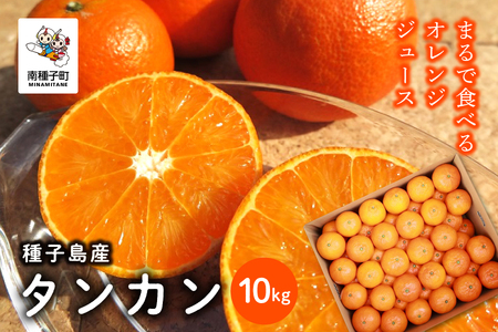 《 先行予約 》種子島産 タンカン 約10kg （約65玉）【2月中旬～3月中旬頃順次発送】【南種子町果樹部会】