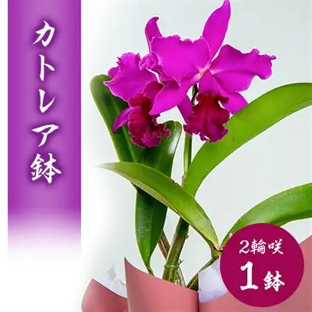 洋ラン　カトレア　2輪咲　鉢物_花・観葉植物  花 _【1419900】