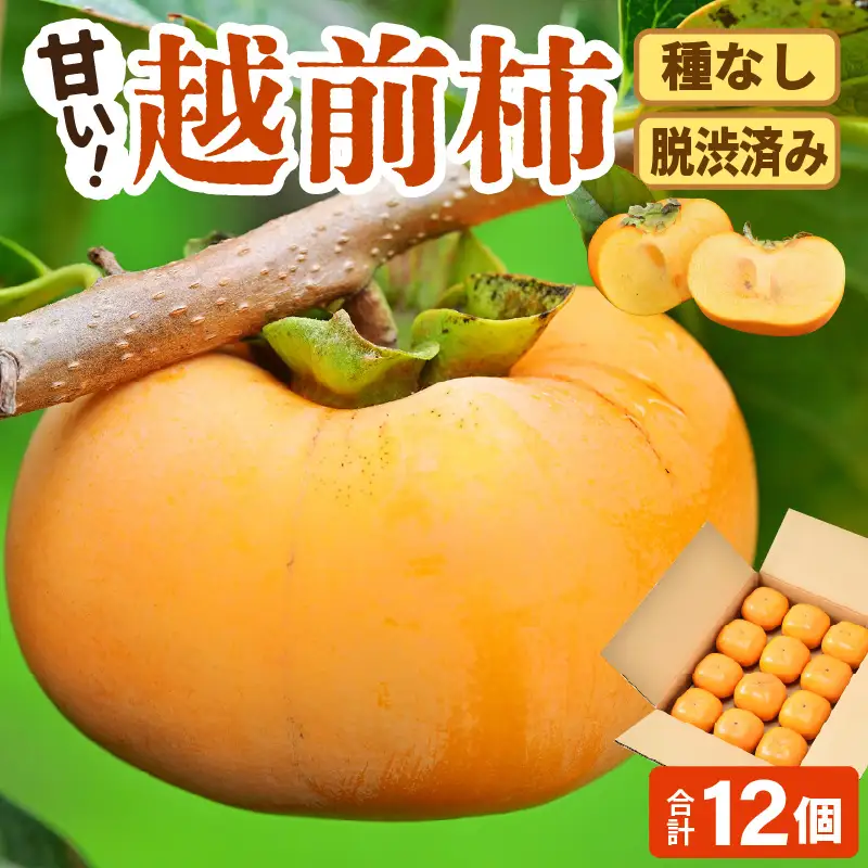 【先行予約】【種なし】 甘い！越前柿12個入り 脱渋済み 本場柿原郷で収穫 / かき フルーツ 福井県 あわら市 甘い 大きい柿 秋 旬 平核無柿 刀根早生柿 甘柿 シャキシャキ たねなし 果物 食物繊維 ビタミンC ※2026年10月中旬以降順次発送予定 [aw082-a001]
