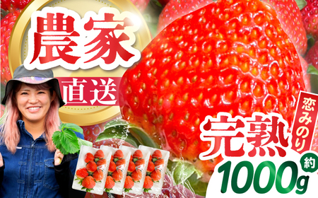いちご【2026年1月-発送】 260g×4P 恋みのりいちご [SFF001]