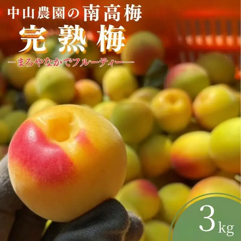 【期間限定・2026/6/5まで】中山農園の南高梅　完熟梅3kg※2026年6月中旬から順次発送予定※ / 紀州南高梅 梅干 梅ジュース 梅酒 和歌山県 【nak021】