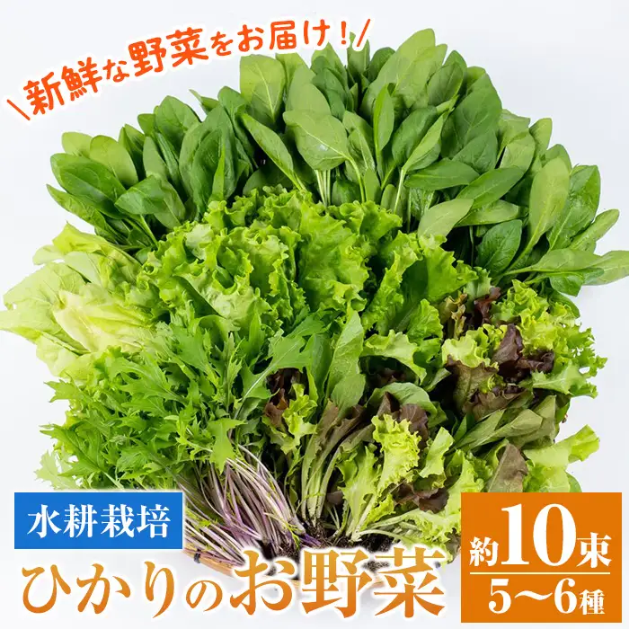 i849 ひかりのお野菜(約10束・5～6種) 国産 野菜 やさい 葉物 旬 ほうれん草 水菜 チンゲン菜 小松菜 リーフレタス ルッコラ 水耕栽培 ミックスリーフ 山東白菜 何が届くかはお楽しみ【ひかりの郷】