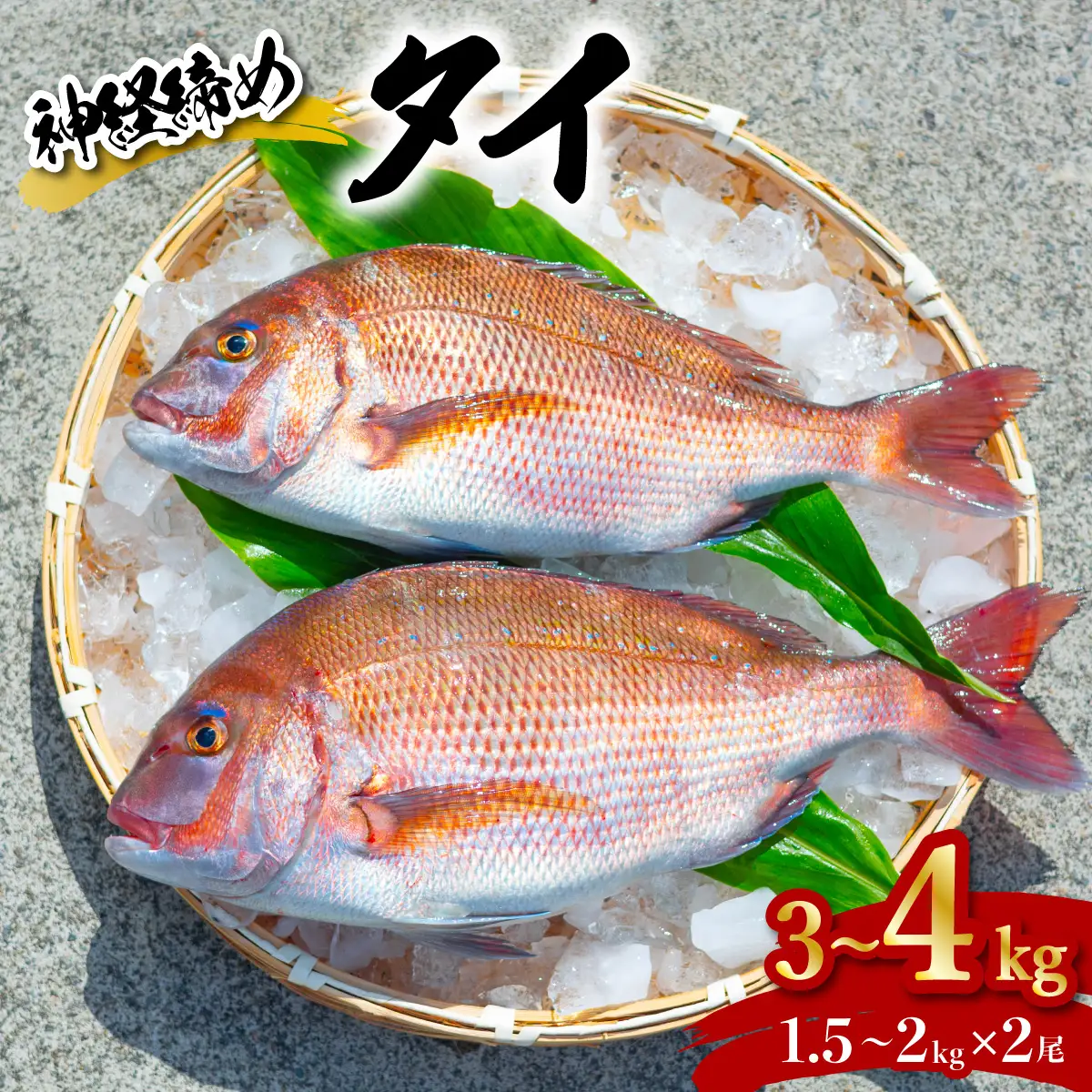 タイ 神経締め 2尾 計約3～4kg 鯛 たい 真鯛 マダイ 鮮魚 産地直送 冷蔵 養殖 国産