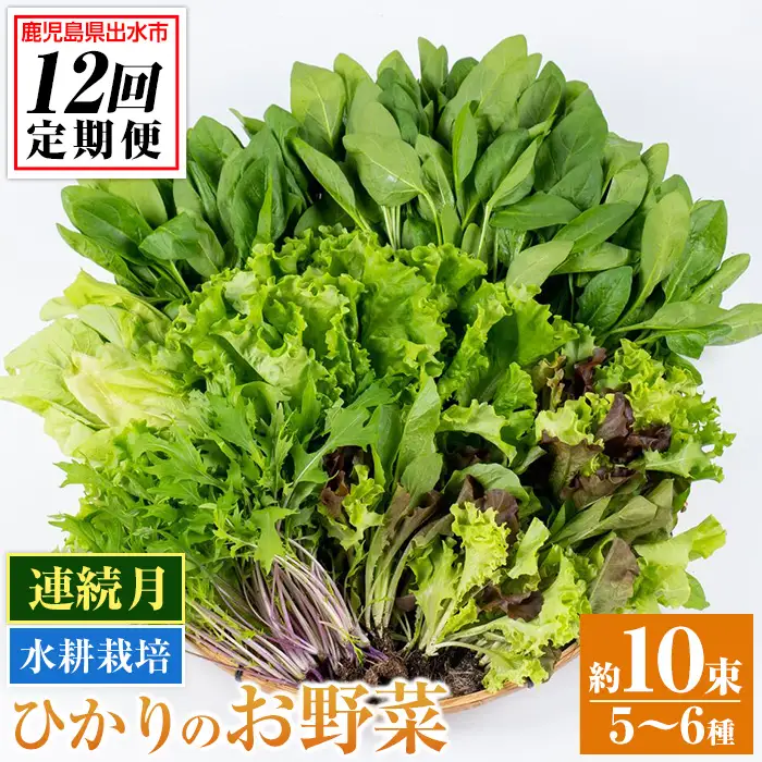i850 ＜定期便・計12回(連続月)＞ひかりのお野菜(約10束・5～6種) 国産 野菜 やさい 葉物 旬 ほうれん草 水菜 チンゲン菜 小松菜 リーフレタス ルッコラ 水耕栽培 ミックスリーフ 山東白菜 何が届くかはお楽しみ【ひかりの郷】