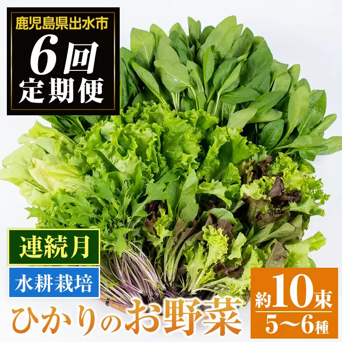 i678-B ＜定期便・計6回(連続月)＞ひかりのお野菜(約10束・5～6種) 野菜 やさい 葉物 旬 定期便 ほうれん草 水菜 チンゲン菜 小松菜 リーフレタス ルッコラ 水耕栽培 ミックスリーフ 山東白菜 何が届くかはお楽しみ【ひかりの郷】