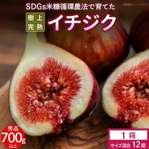 SDGs米糠循環農法で育てた樹上完熟イチジク秀品700g以上（サイズ混合12個）潰れにくいイチジク専用容器入り【産地直送2026年8月より順次出荷】_イチジク 秀品 700g以上 （サイズ混合12個） SDGs 米糠循環農法 樹上完熟 桝井ドーフィン イチジクケーキ ジャム ジェラート ドライフルーツ 潰れにくい 宙吊り包装 ギフト 酒見農産 福岡 久留米 送料無料 産地直送  〔Gv040〕