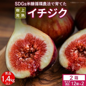 SDGs米糠循環農法で育てた樹上完熟イチジク秀品700g以上（サイズ混合12個）×2箱　潰れにくいイチジク専用容器入り【産地直送2026年8月より順次出荷】_イチジク 秀品 700g 以上 サイズ混合 12個 × 2箱 SDGs 米糠循環農法 樹上完熟 桝井ドーフィン イチジクケーキ ジャム ジェラート フルーツ 果物 潰れにくい 専用容器 ギフト 酒見農産 福岡 久留米 送料無料 産地直送  〔Gv041〕