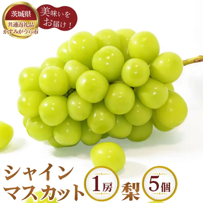 【先行予約】シャインマスカット1房と梨5個【茨城県共通返礼品 かすみがうら市】 No.294