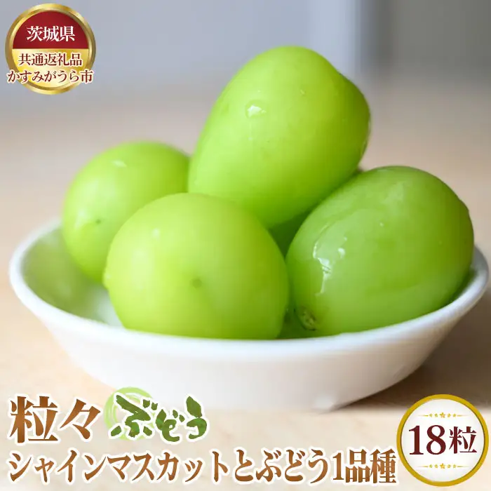 【先行予約】粒々ぶどう18粒　シャインマスカットとぶどう1品種【茨城県共通返礼品 かすみがうら市】 No.296