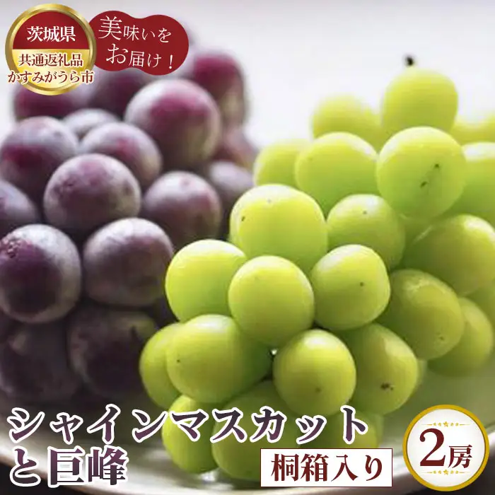 【先行予約】シャインマスカットと巨峰　桐箱入り2房【茨城県共通返礼品 かすみがうら市】 No.318