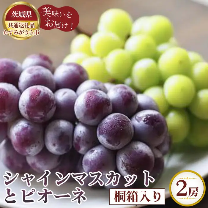 【先行予約】シャインマスカットとピオーネ　桐箱入り2房【茨城県共通返礼品 かすみがうら市】 No.320