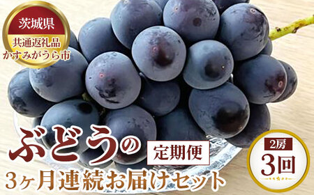 【先行予約】ぶどうの3ヶ月連続お届けセット　2房×3回【茨城県共通返礼品 かすみがうら市】 No.321