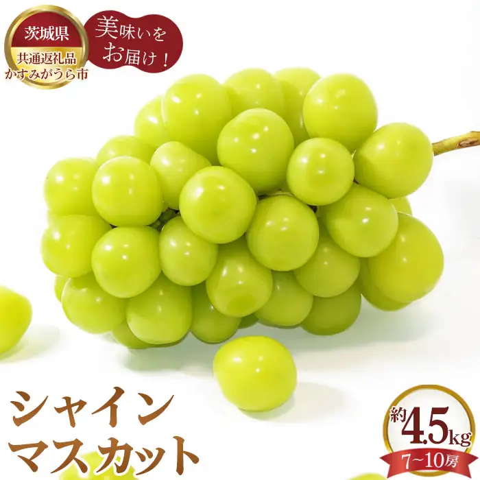 【先行予約】シャインマスカット　約4.5kg（7～10房）【茨城県共通返礼品 かすみがうら市】 No.325
