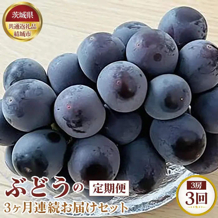 【先行予約】ぶどうの3ヶ月連続お届けセット　3房×3回【茨城県共通返礼品 結城市】 No.326