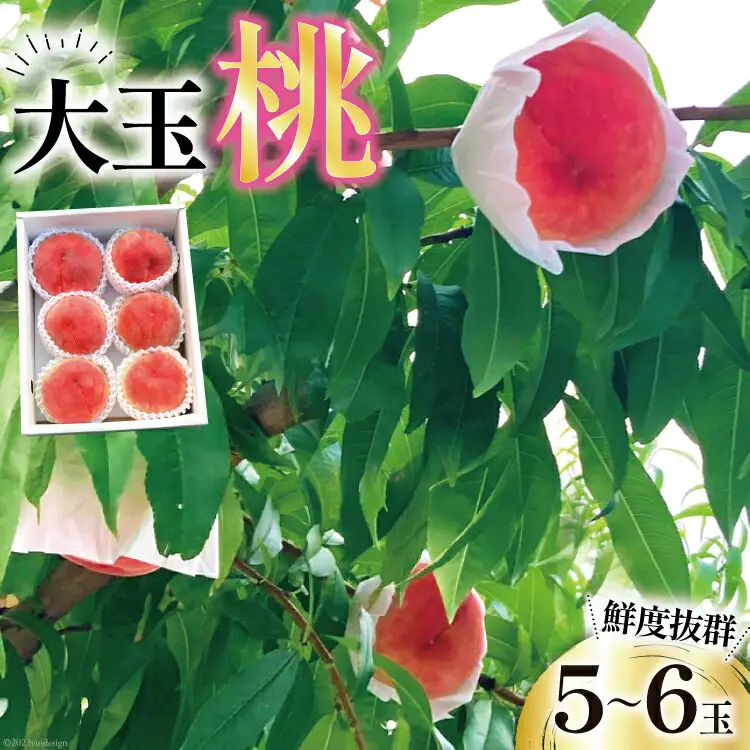 【2026年発送】 桃 山梨 大玉 5～6玉 約 2kgもも モモ 2キロ 果物 フルーツ くだもの 果実 朝採れ 朝どれ 旬 季節限定 期間限定 数量限定 冷蔵 大玉桃 デザート 農園直送 産地直送 ジューシー 厳選 [斉藤農園 山梨県 韮崎市 20743039]