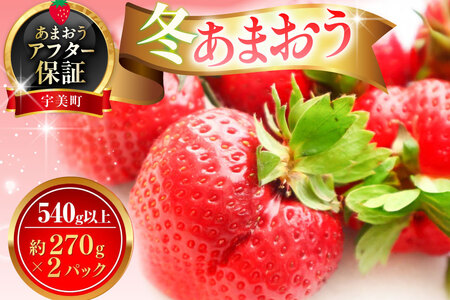 いちご あまおう 冬 540g以上 いちご [um40azp070002]