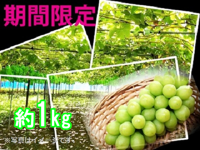 A04　南信州たかぎ村産　シャインマスカット