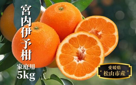 【宮内伊予柑】 家庭用 約5kg 【2027年2月頃から順次発送】 みかん 柑橘 フルーツ 伊予柑 果物 愛媛 松山【PT0361】