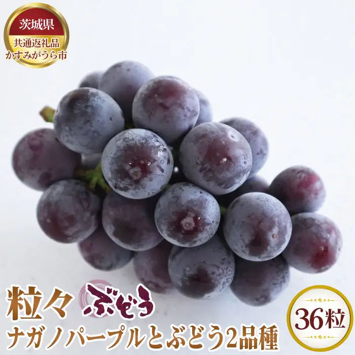 【先行予約】粒々ぶどう36粒　ナガノパープル12粒とぶどう2品種【茨城県共通返礼品 かすみがうら市】 No.372