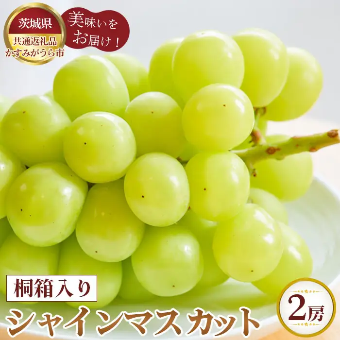 【先行予約】桐箱入りシャインマスカット　2房【茨城県共通返礼品 かすみがうら市】 No.375