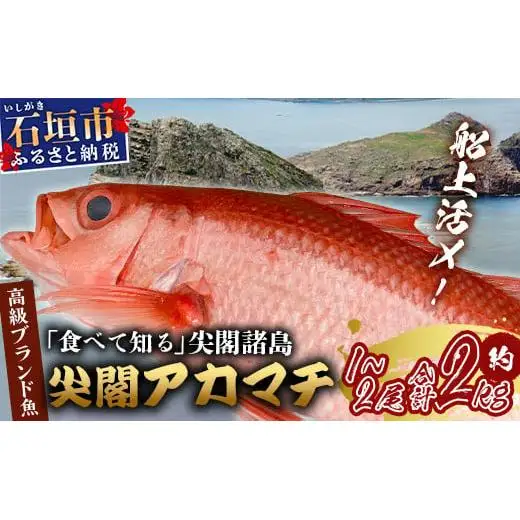 【予約受付】高級ブランド魚 尖閣赤マチ 1～2尾 合計約2kg  GK-2
