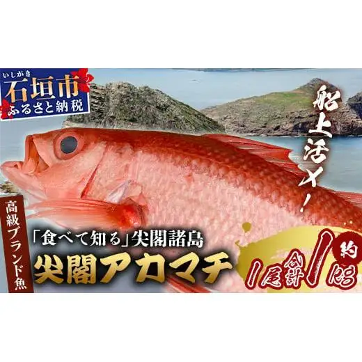 予約受付】高級ブランド魚 尖閣赤マチ 1尾 約1kg 下処理済 GK-3 | 沖縄