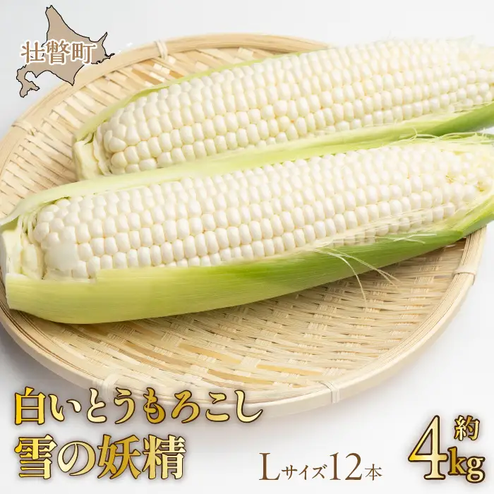 ＜2026年8月下旬よりお届け＞【朝採り】北海道壮瞥産 白いとうもろこし「雪の妖精」Lサイズ12本(約4kg) SBTQ001