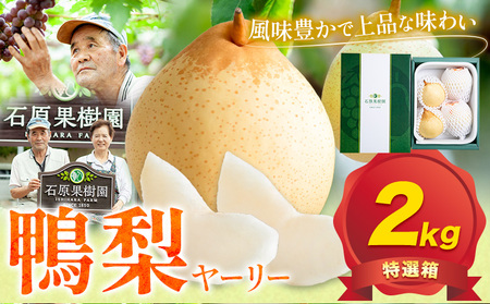【2026年先行予約】鴨梨 ヤーリー 贈答箱 約2kg（3～6玉入り） 石原果樹園 《2026年11月中旬-12月下旬頃より発送予定》｜梨