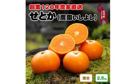 せとか 2.5kg サイズ混合 お試し用 10000円 【 創業120年 農家直送 】 ※2027年3月中旬から4月上旬に順次発送予定 / 春 みかん 柑橘 くだもの 果物 果実 フルーツ 王様 晩柑 プレミアム 最高峰 【isy014-ota-2d5A】