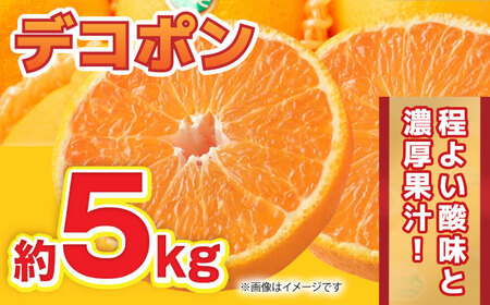 【先行予約】12月～2月発送 デコポン 約5kg 果物デコポン柑橘ZBG059