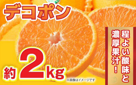 【先行予約】12月～2月発送 デコポン 約2kg 果物デコポン柑橘ZBG060