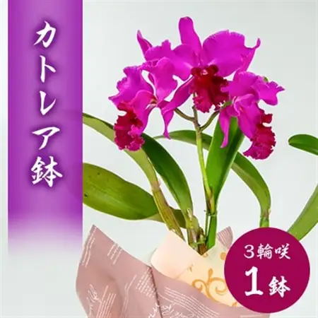洋ラン　カトレア　3輪咲　鉢物_花・観葉植物  花 _【1435920】
